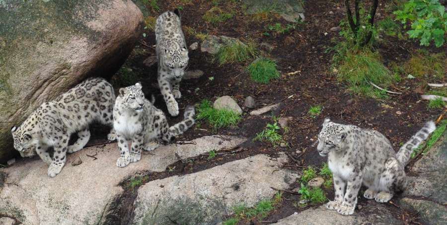 Snow leopard family. Minus one member.