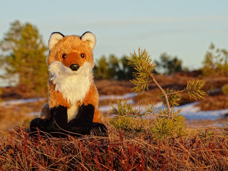Plush fox at sunset!